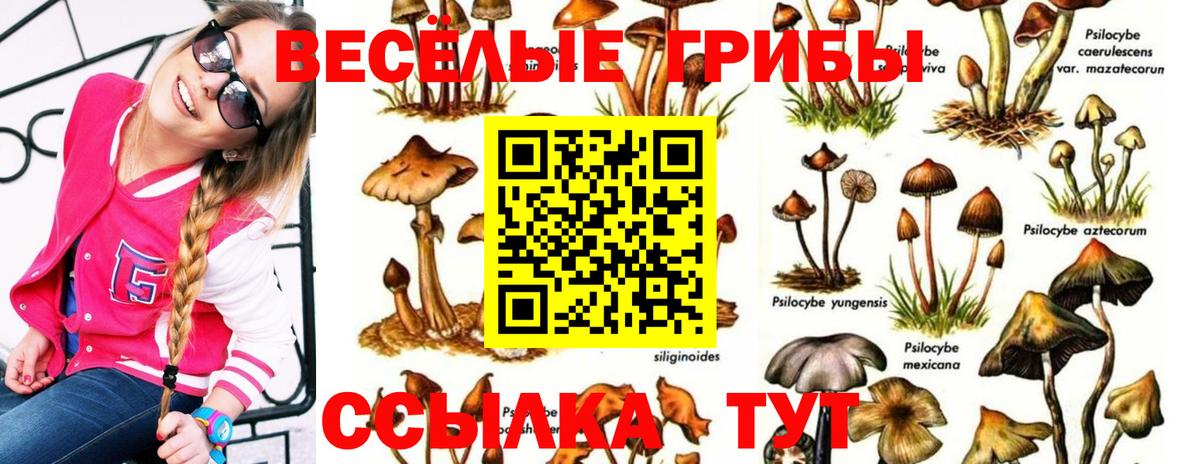 Галлюциногенные грибы Psilocybe Узловая